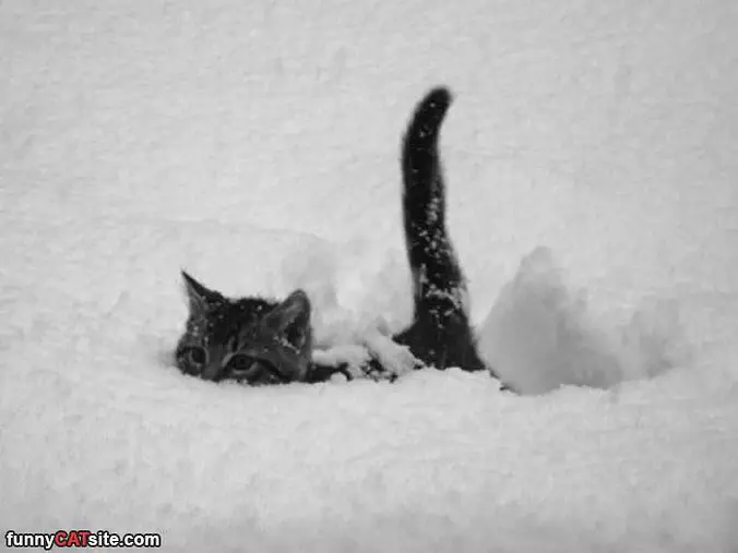 Buried In The Snow
