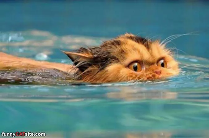 Going For A Swim