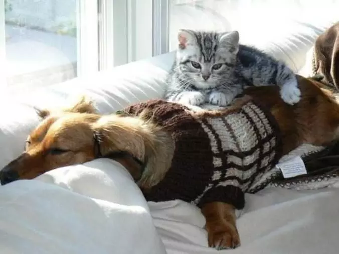 This Guy Makes A Good Bed