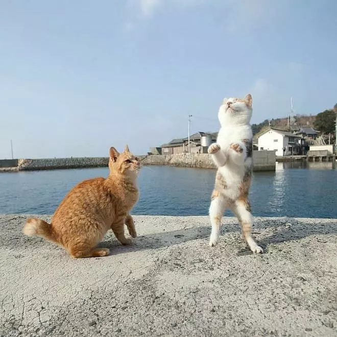 Jump Up Jump Up