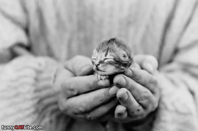 Holding A Little Kitten