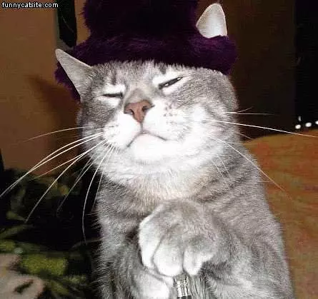 Pimpin Cat