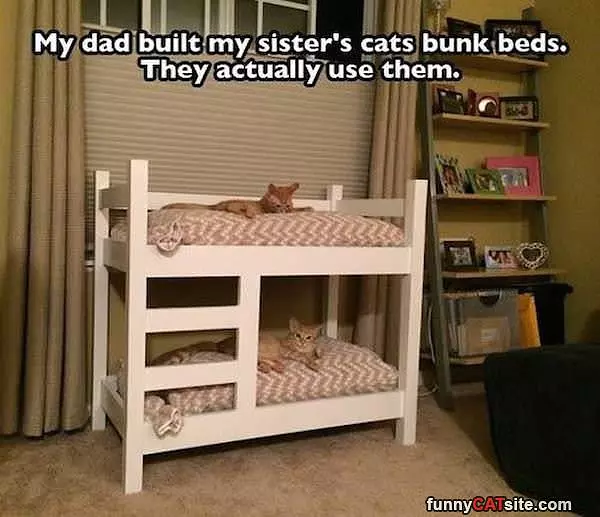 Cat Bunk Beds