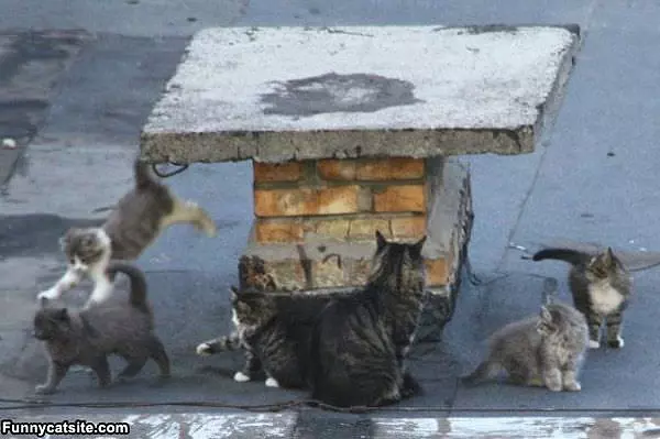 Little Cat Army