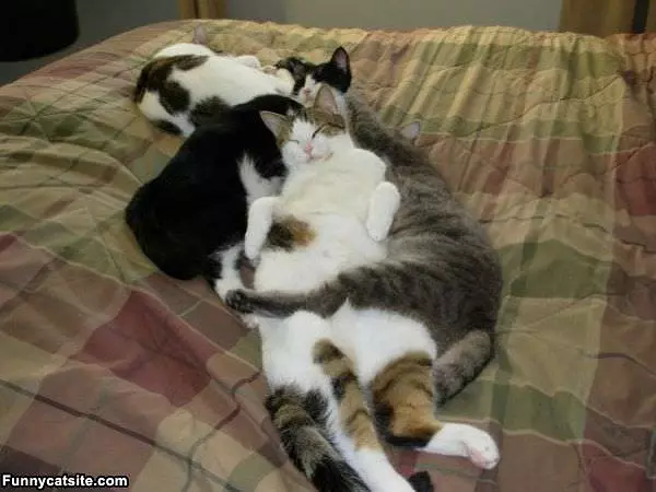The Cat Pile