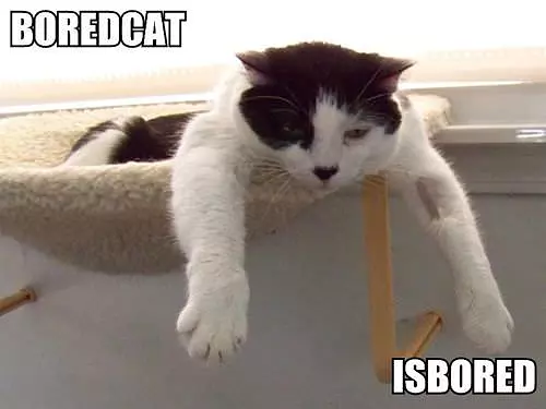 Bored Cat