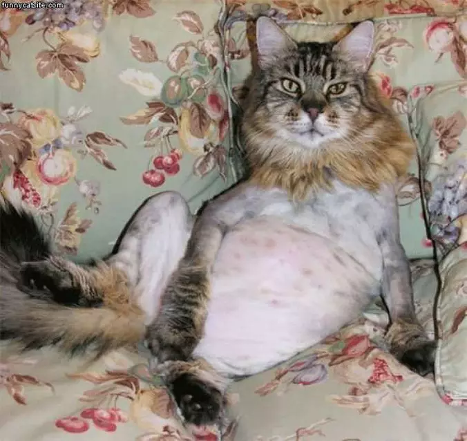 All Shaved