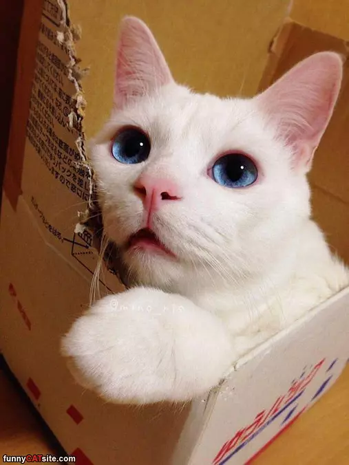 I Am In The Box