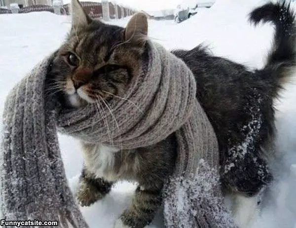 Scarf Cat
