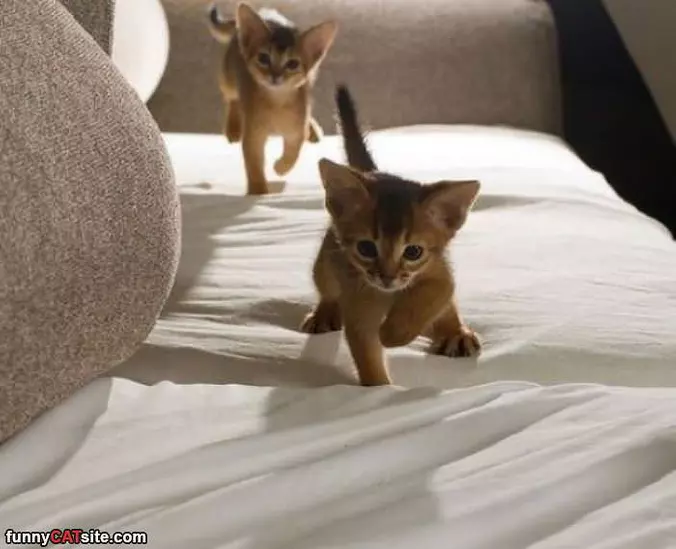Chasing Him Down