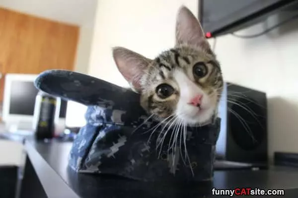 I Has A Hat