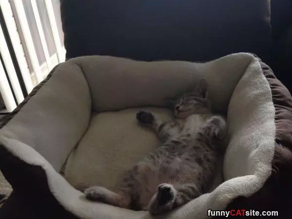 Having A Great Dream
