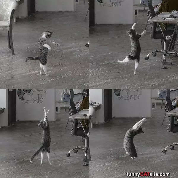 Dance Dance