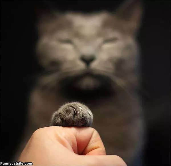 Fist Bump