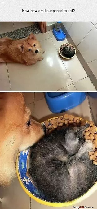 How Am I Supposed To Eat