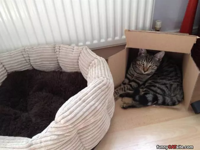 The Box Is Better