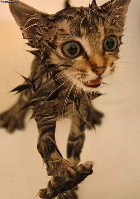 Soaked