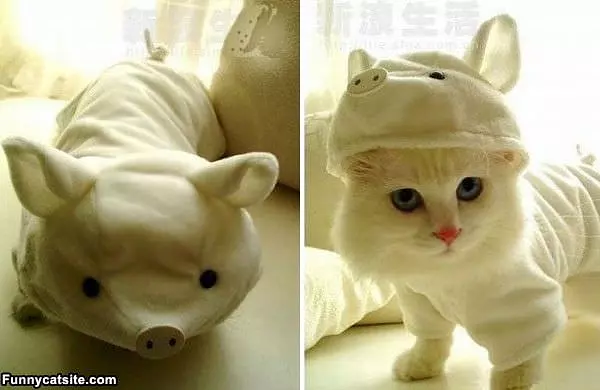 Pig Costume