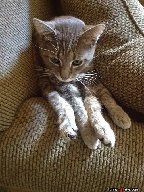 Hanging Out On A Couch