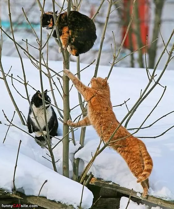 Tree Climbers