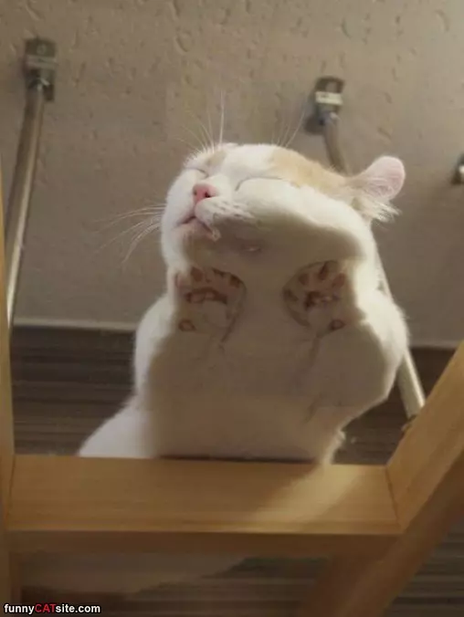 Asleep On The Glass