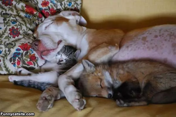 All Sleeping Together
