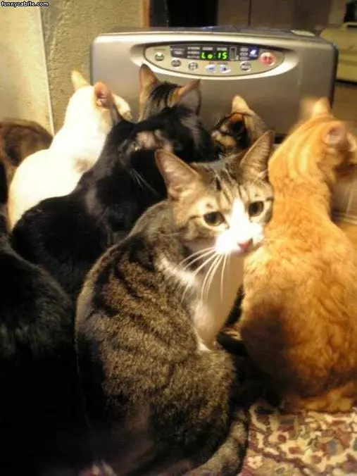 Cat Radio