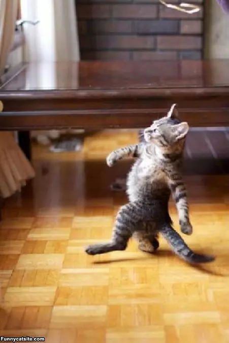 Break Dancer