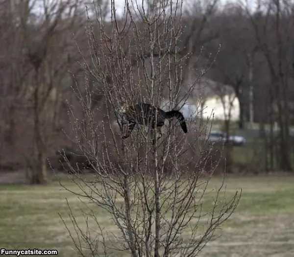 Tree Climber Cat