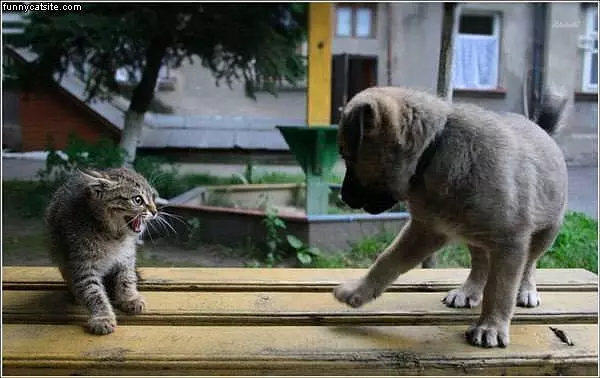 Little Ones Fight