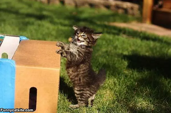 This Box