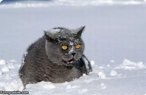 Snow Makes Me Mad