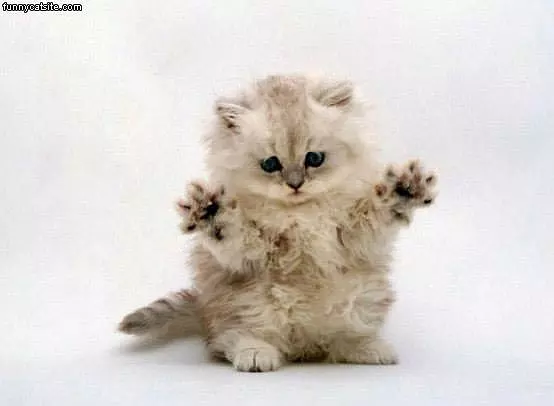 Monster Kitten