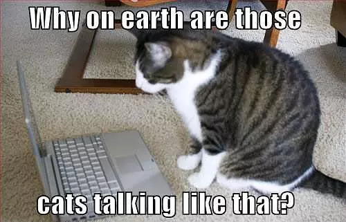 Eloquent Cat