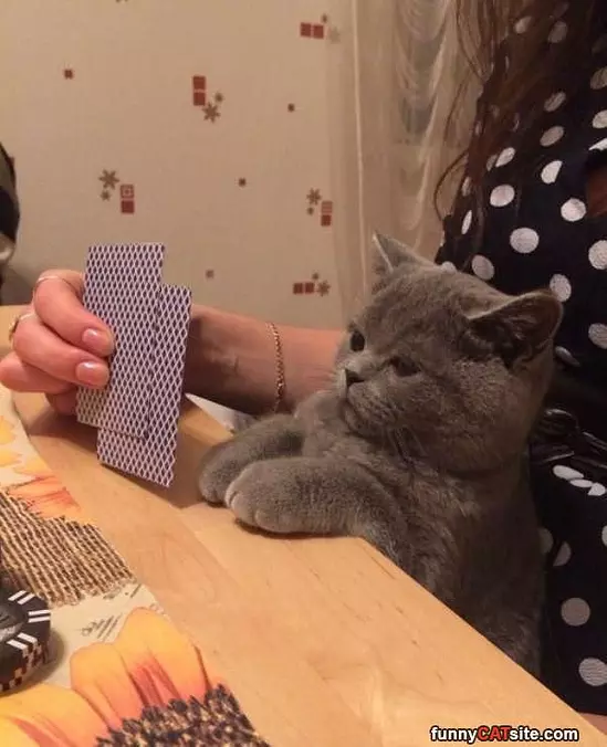 These Cards Are Terrible