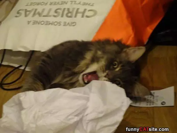 Rawrrr I Got It