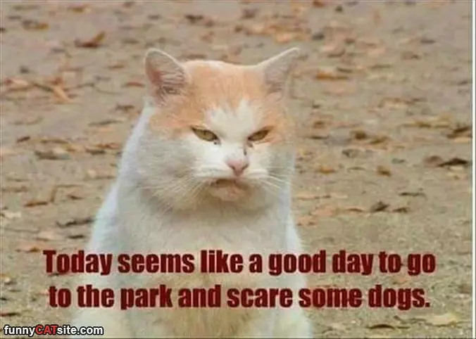Good Day For Scaring Dogs
