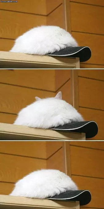 Cat Hat