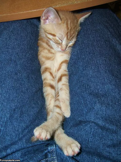This Is Cuddly
