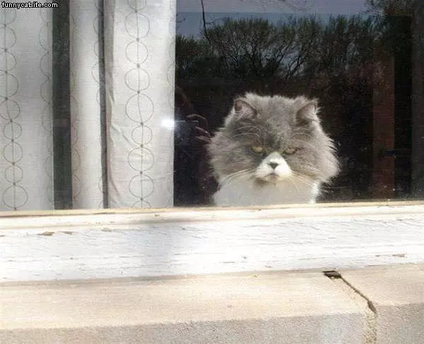 Evil Looking Cat