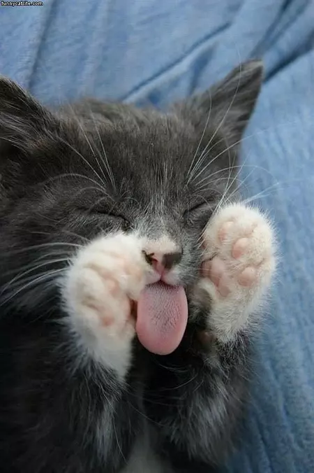 Dreaming About Food