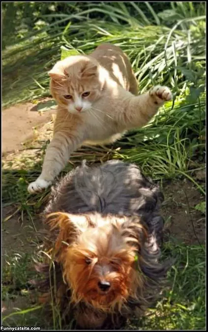 Jump Attack
