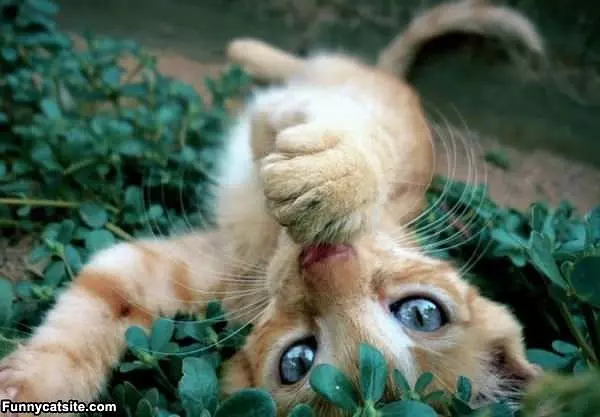 Oh Hai