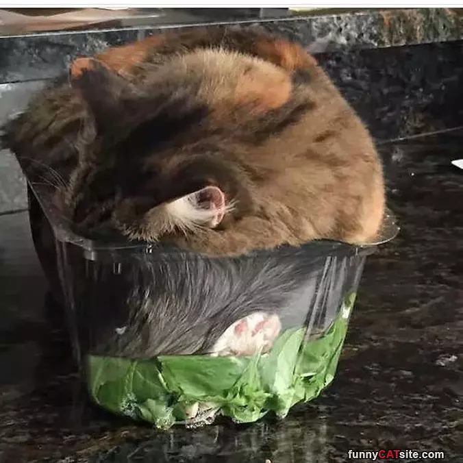 I Is A Salad