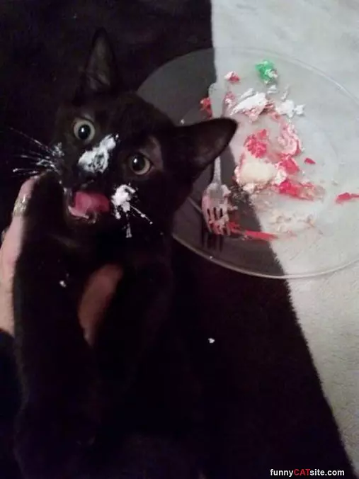 Cake Cake Cake