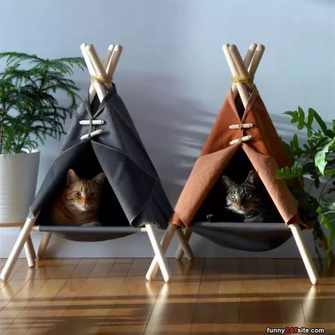 Cat Tents