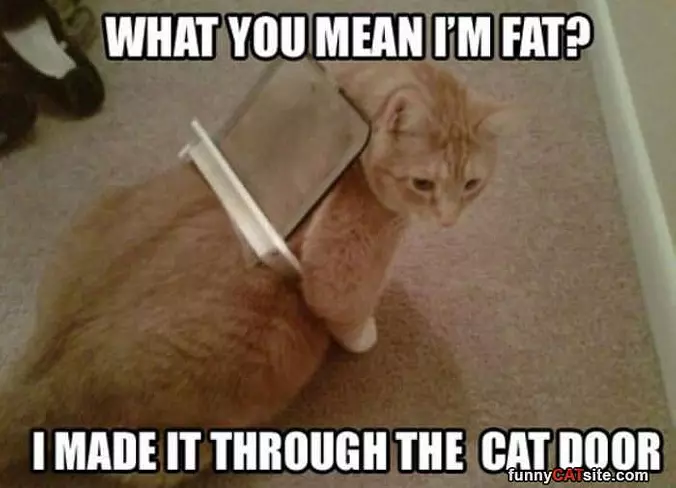 What Do You Mean I Am Fat