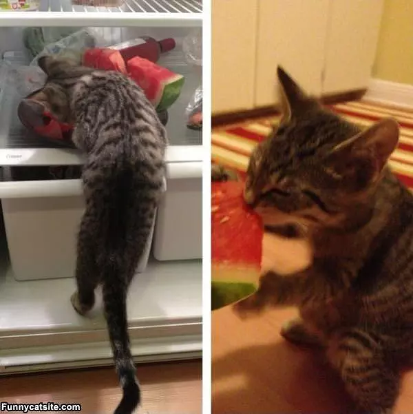 Watermelon Nomnomnom