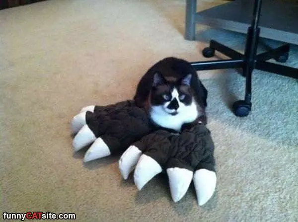 My Big Paws