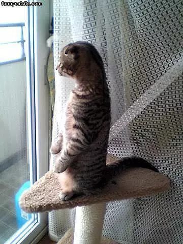 Watching Cat
